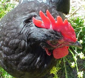 Bucky the Rooster